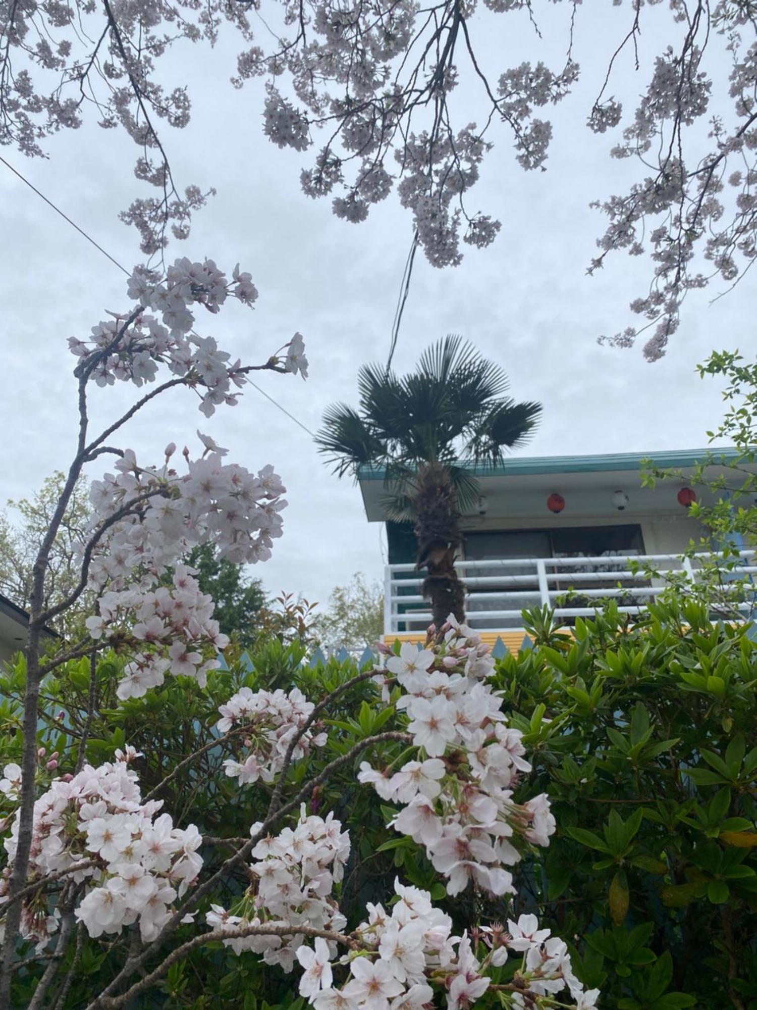 Hanamizuki Onsen Resort Ito  Eksteriør bilde