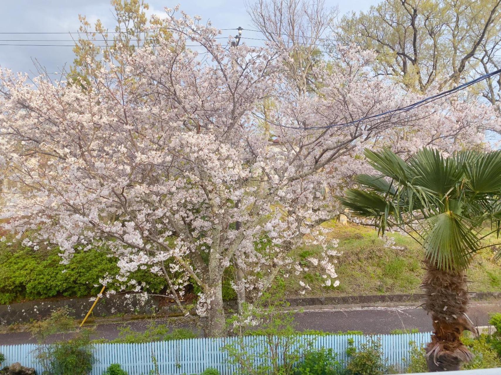 Hanamizuki Onsen Resort Ito  Eksteriør bilde